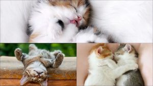 nằm mơ thấy mèo