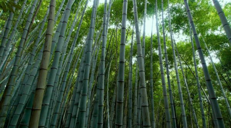 Ngủ mơ cây tre đánh số gì? - Ý nghĩa giấc mơ thấy cây tre