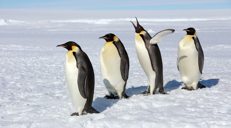 Mơ thấy chim cánh cụt mang điềm báo gì? Nên đánh con gì?