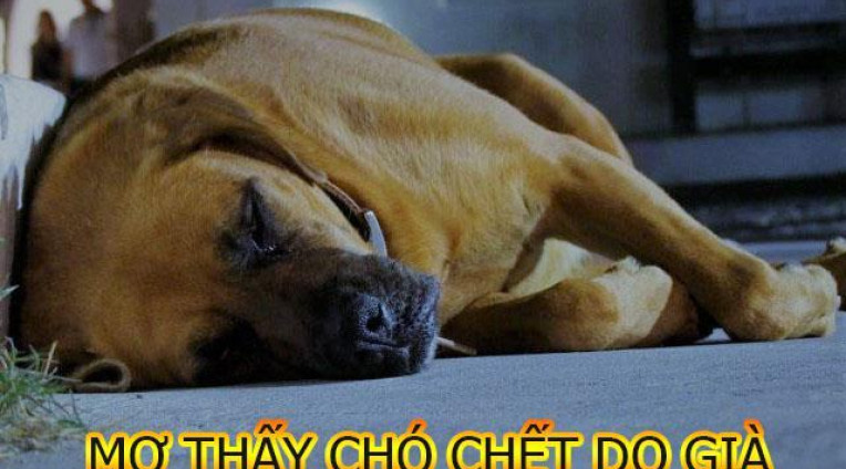 Giấc mơ thấy chó chết mang đến những ý nghĩa gì?